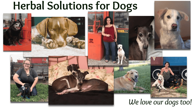 Dog Natural Health Care Solutions