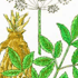Contemporary Chinese Herbalism