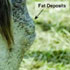 Laminitis