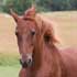 Laminitis
