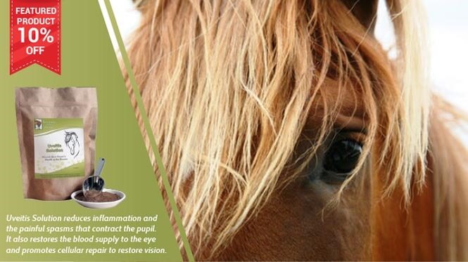 Save 10% on Uveitis Solution for Horses