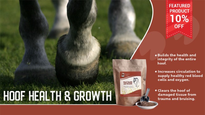 Save 10% Hoof Health and Growth Solution for Horses