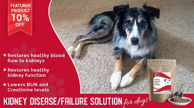 Save 10% Off Kidney Disease/Failure Solution for Dogs