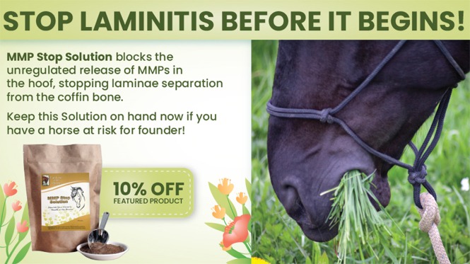 Save 10% on MMP Stop Solution for Horses