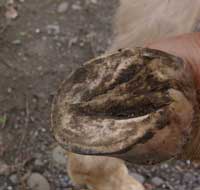 Barefoot Horse Health Care