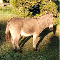 Pepper