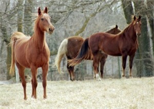 EMS/Cushing's/IR Solution