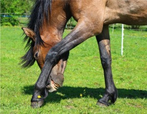 Hoof Ailments Solution