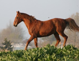 Horse Torn Tendon Solution