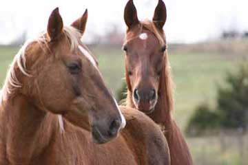 Liver Disease Horse Herb Health