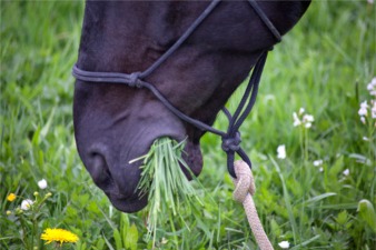 Laminitis Horse Herbs Health
